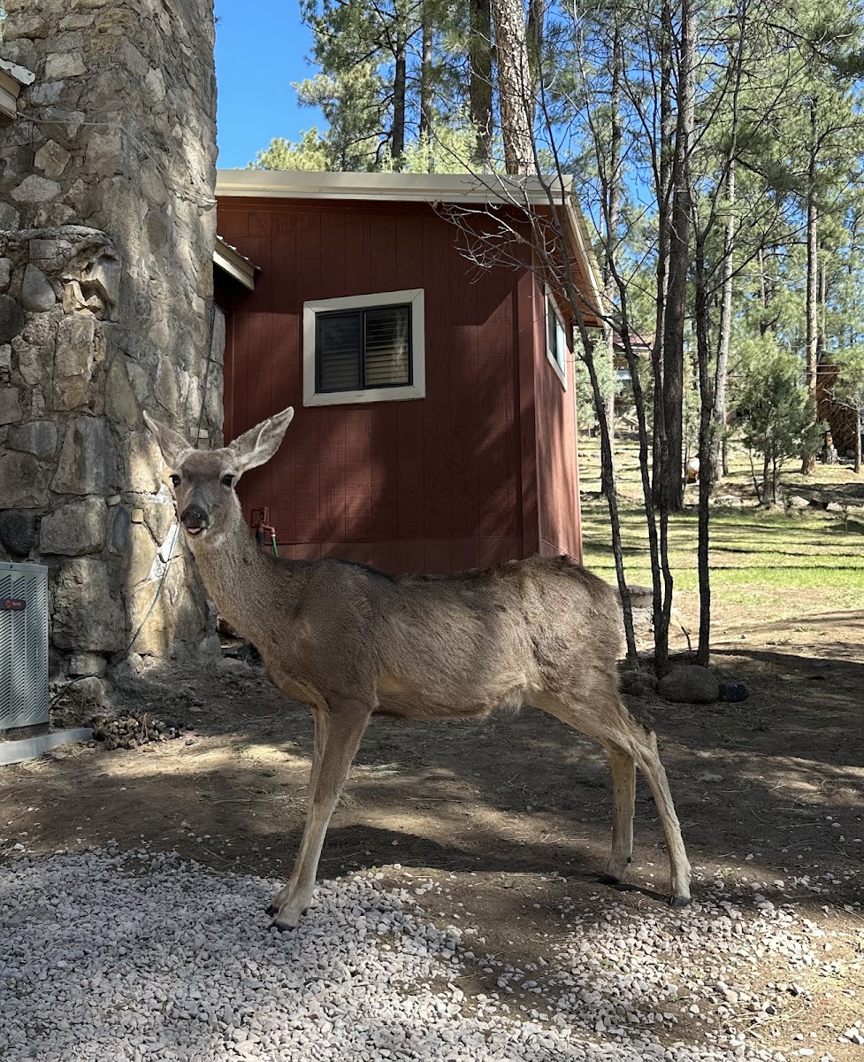Canyon Cabins Hotel 2