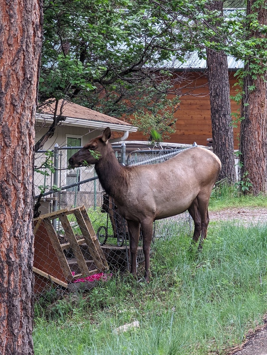 Canyon Cabins Hotel 3