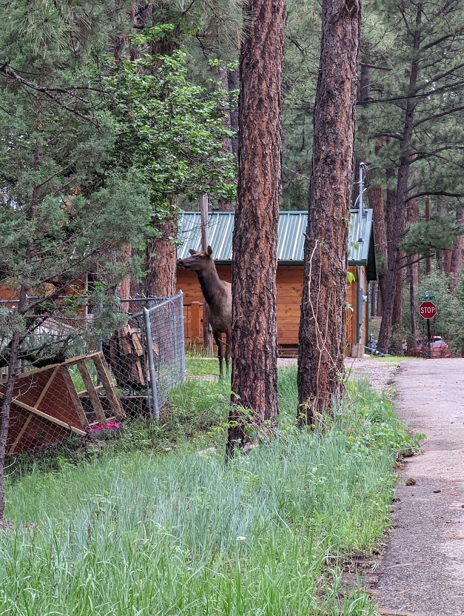 Canyon Cabins