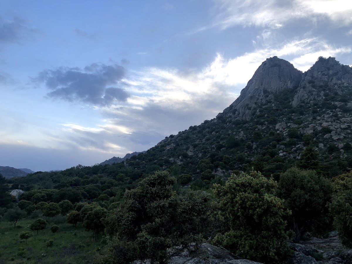 Picó de la Miel S A