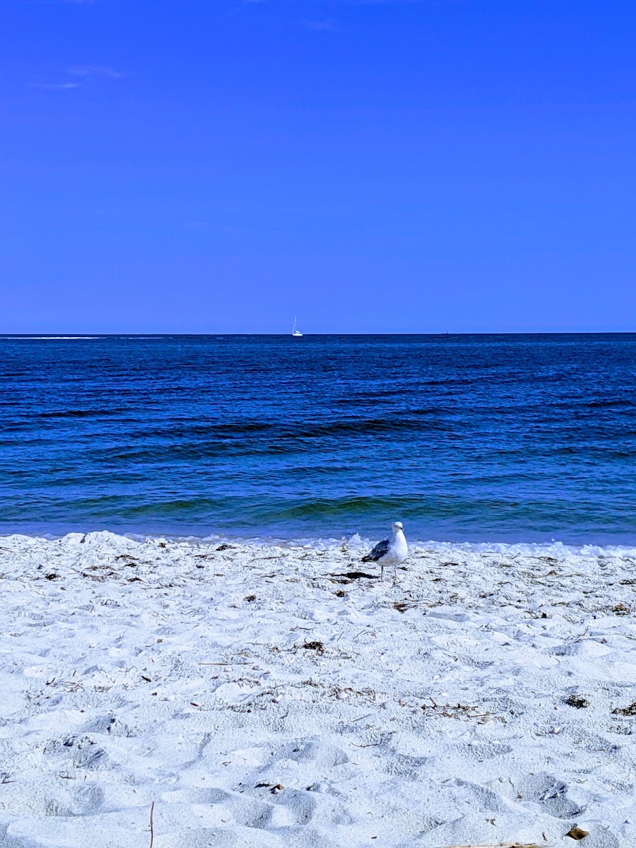 Surf & Sand Beach Motel Hotel 3