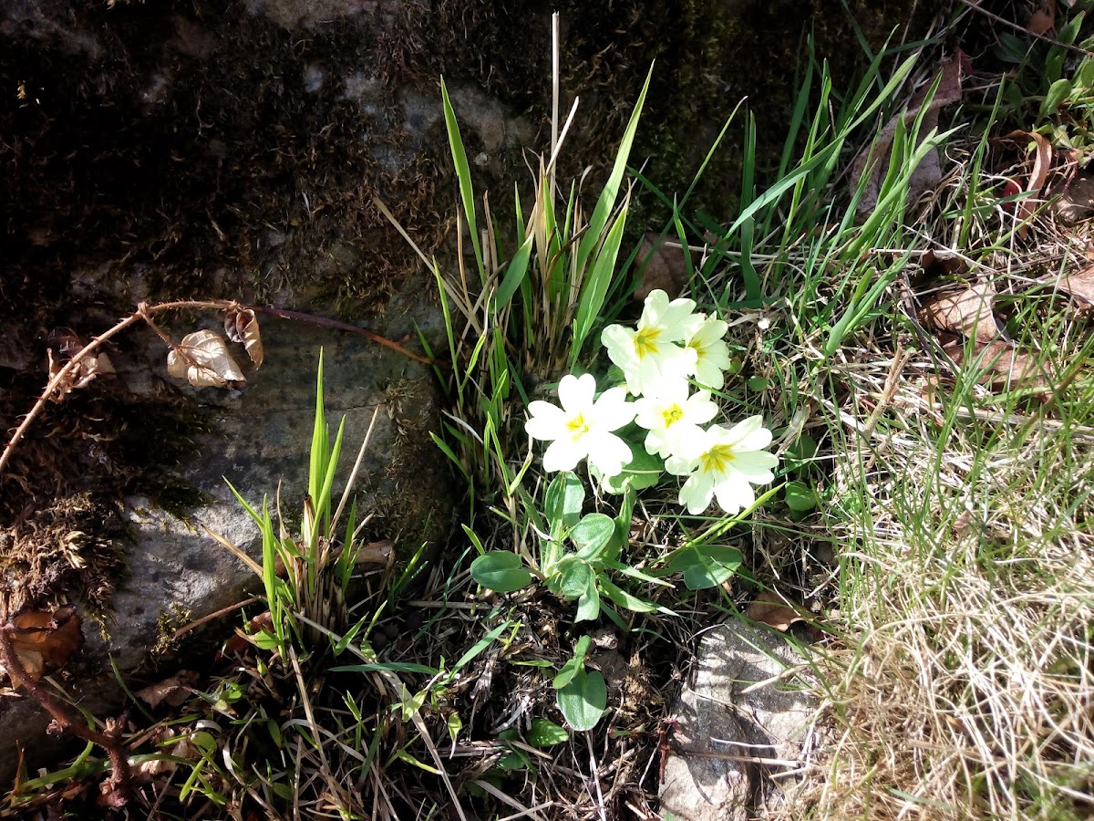 Rifugio Escursionistico Le Lunelle