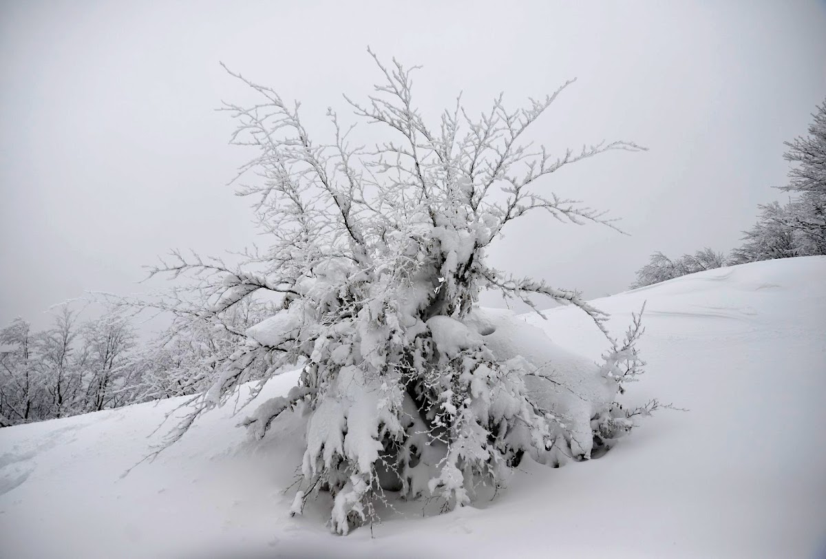 Bocca della Selva Sci Ski Impianto Risalita Skilift