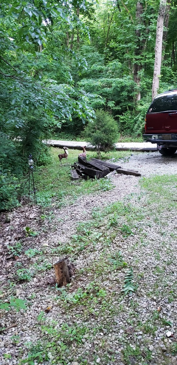 Hickory Grove Cabins