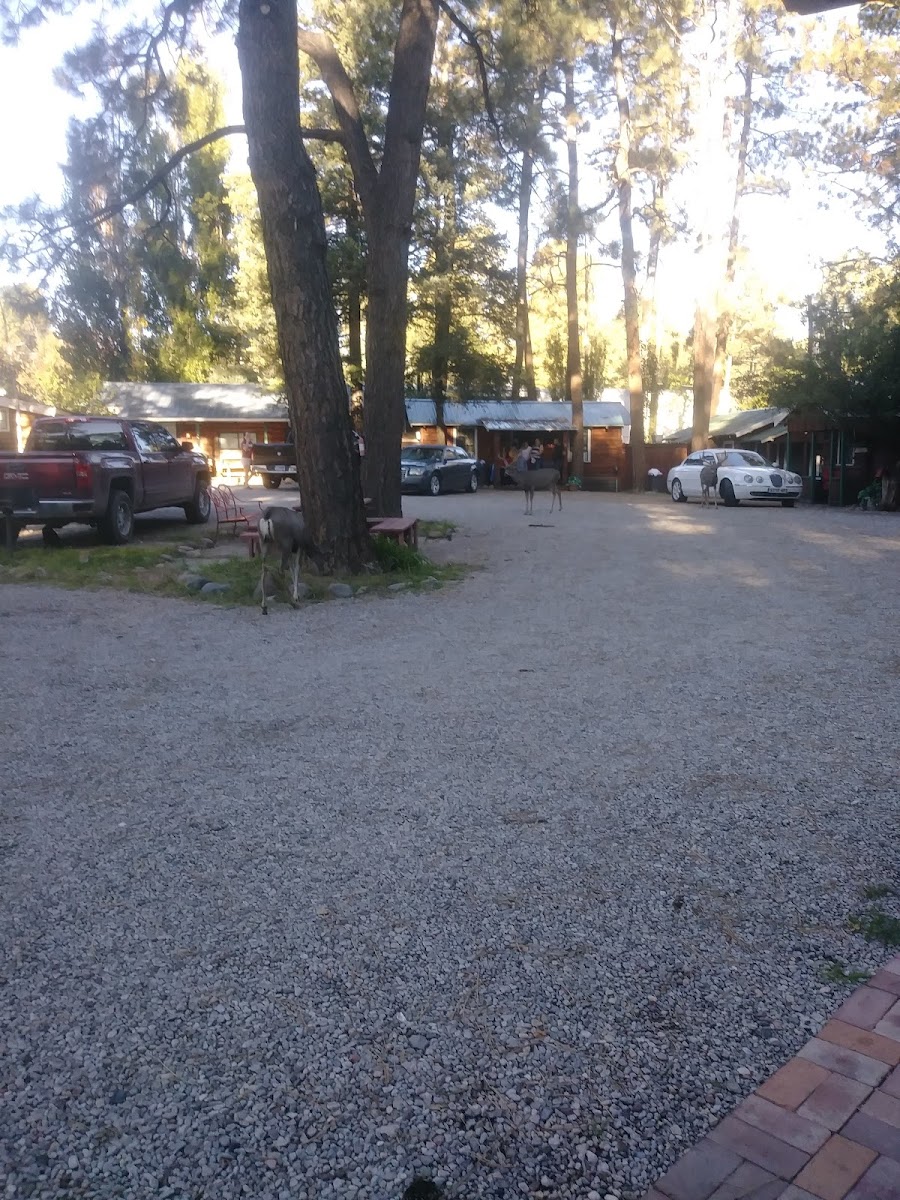 Casey's Midtown Cabins Hotel 3