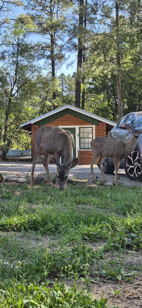 Casey's Midtown Cabins