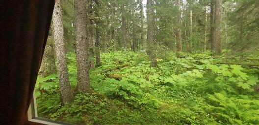 Salmon Creek Cabins Hotel 1
