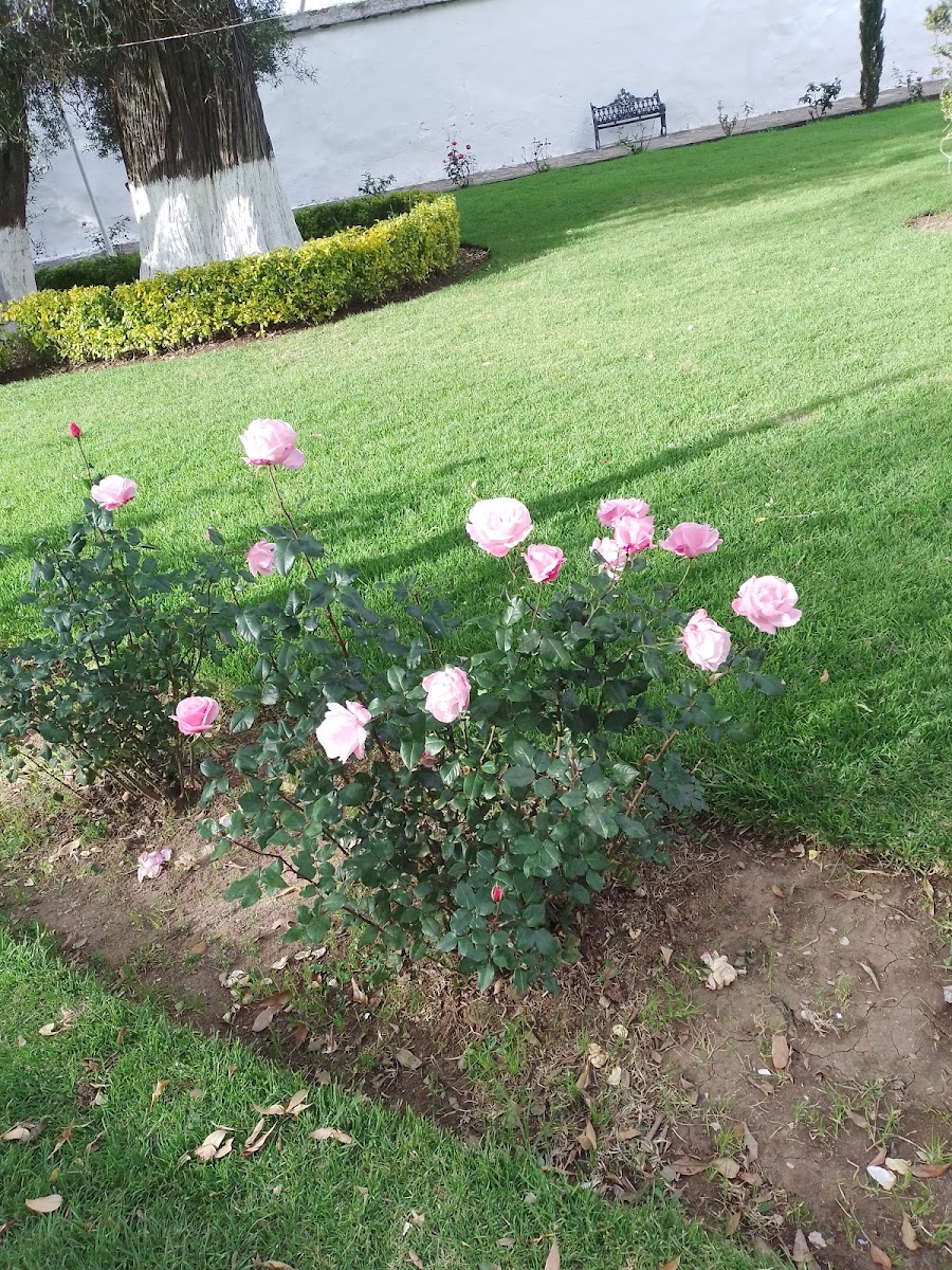Hotel Plaza Ucareo