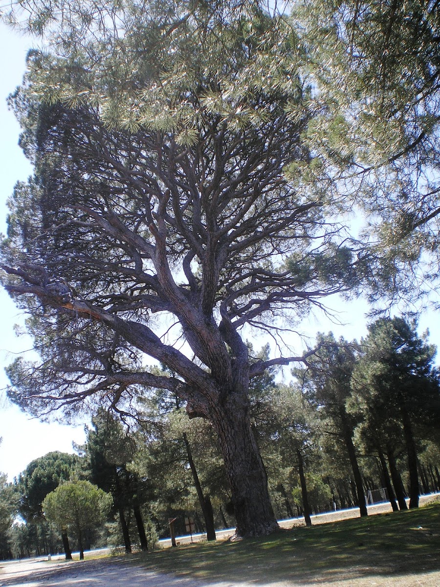Casa Rural El Molino Hotel 3