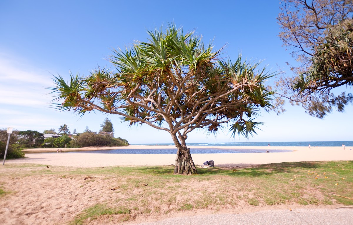 Raintrees Moffat Beach