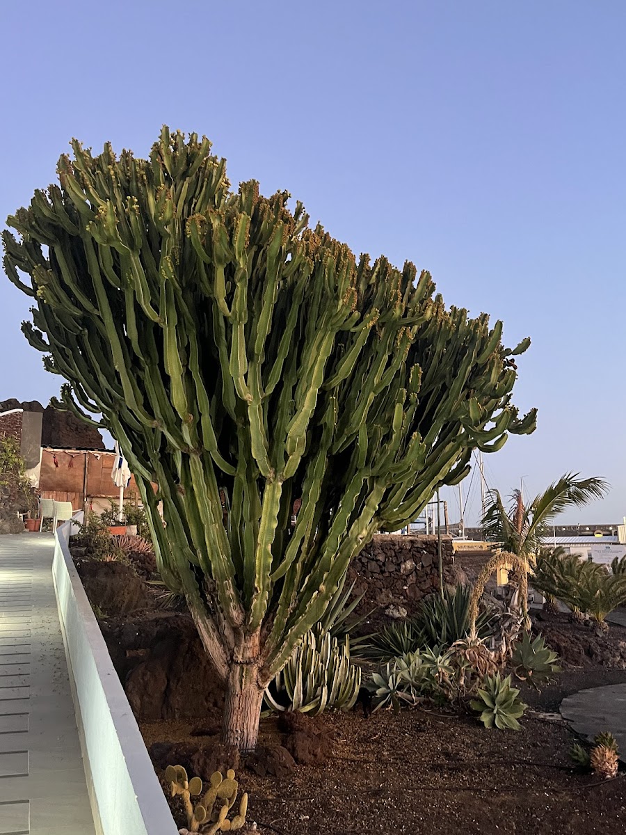 Sur Restinga El Hierro