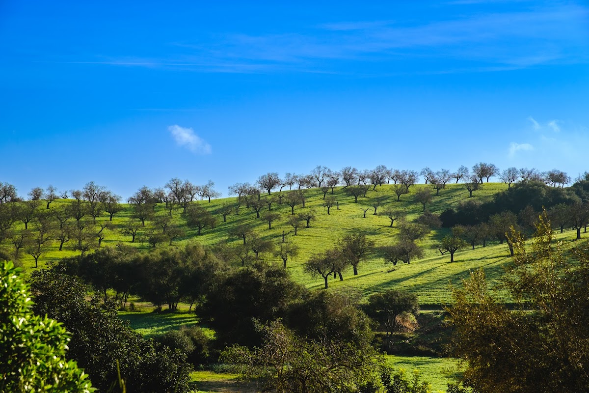 Finca Sa Bastida Luxury Retreat & Spa Hotel 3