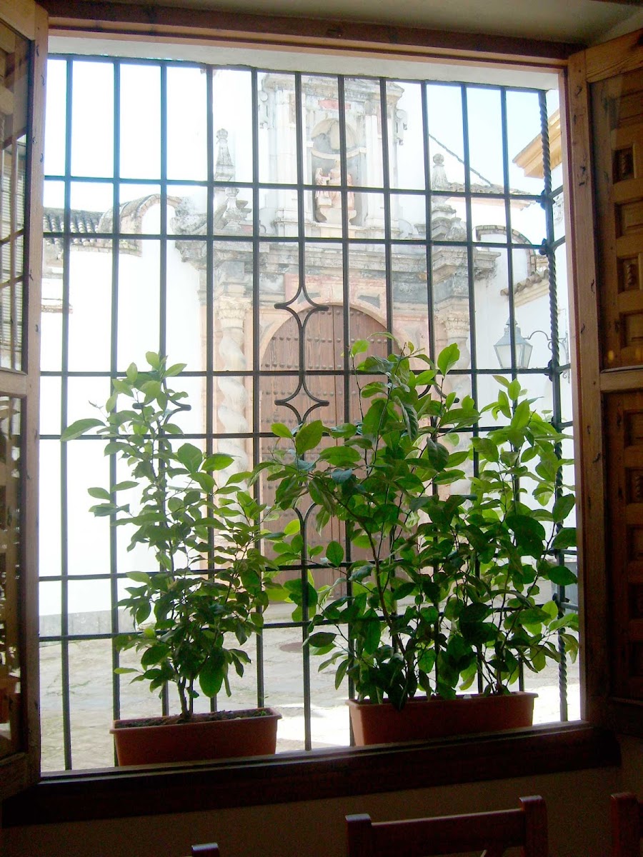 Hotel Plateros